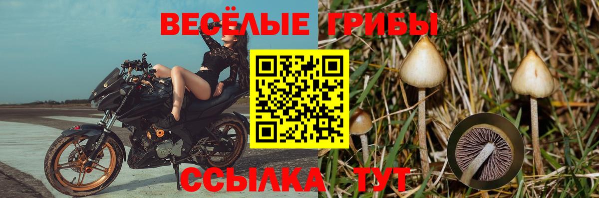 Галлюциногенные грибы Psilocybe Изобильный
